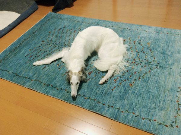 ゾランヴァリギャッベのライトブルー